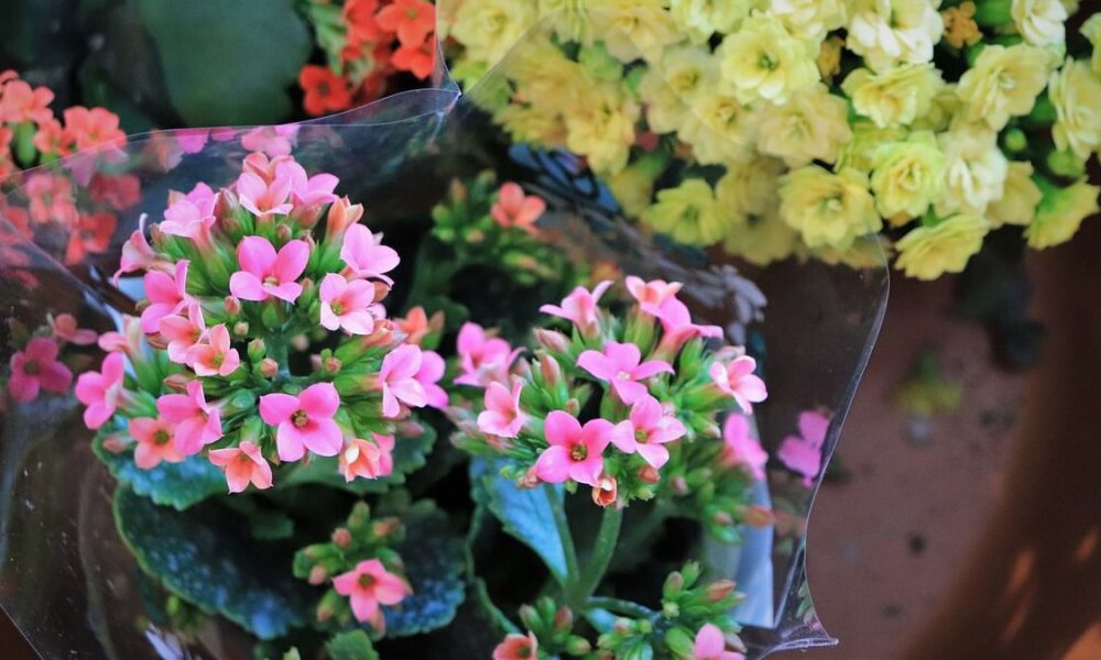 Как заставить каланхоэ снова цвести: советы по уходу