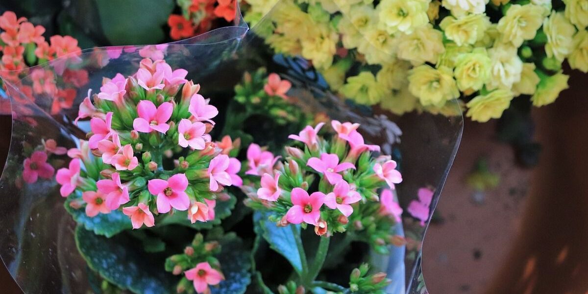 Как заставить каланхоэ снова цвести: советы по уходу