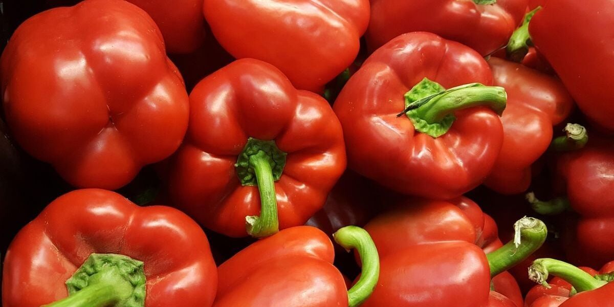 Выращивание перца из семян: реальность и полезные советы для дома