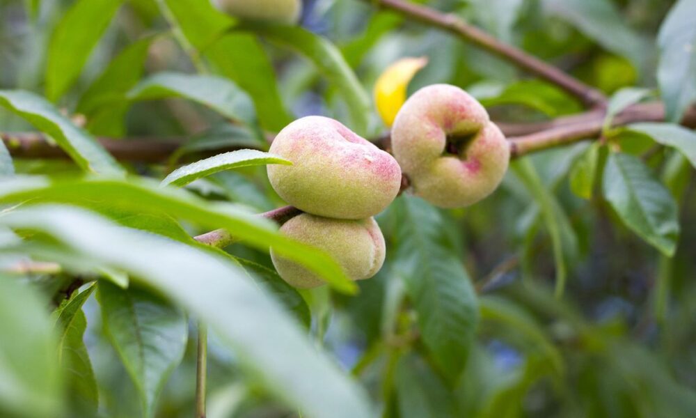 Секреты обильного урожая: как выбрать персик, устойчивый к болезням