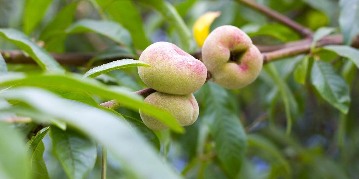 Секреты обильного урожая: как выбрать персик, устойчивый к болезням