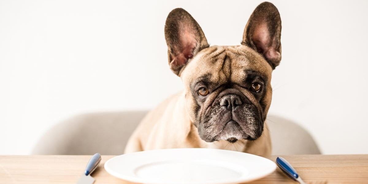 Опасная еда для собак: чем нельзя кормить питомца со стола