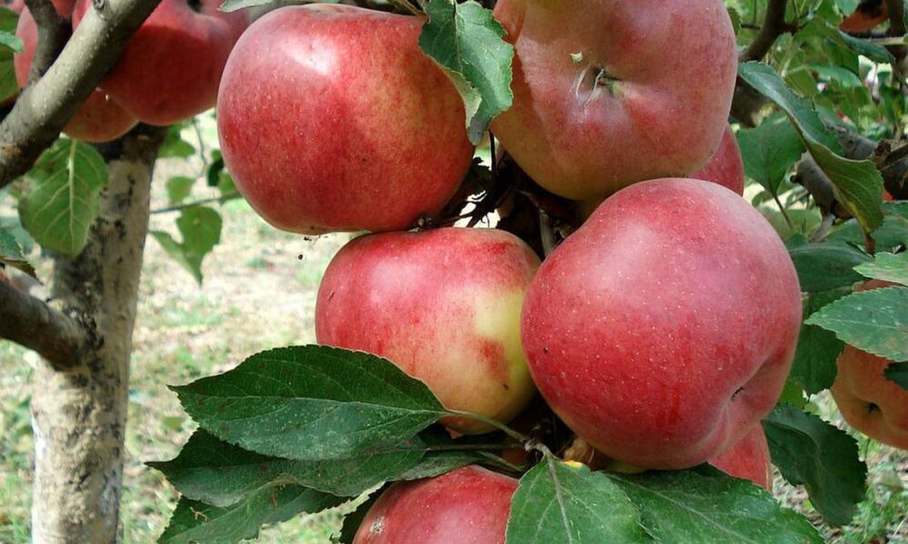 Как подготовить сад к зиме: осенняя подкормка плодовых деревьев для богатого урожая