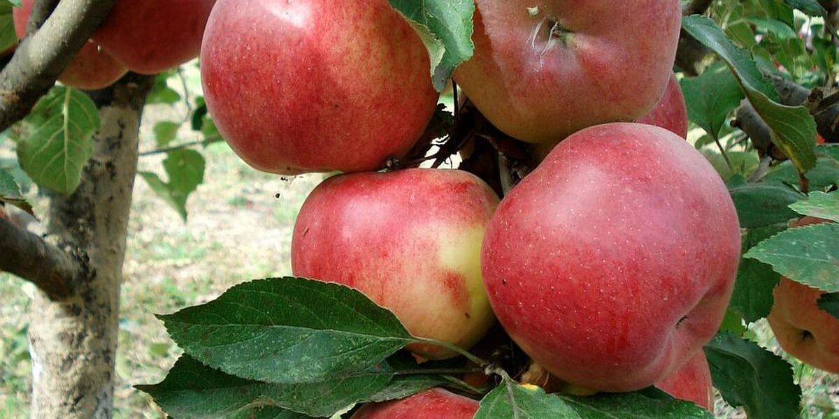 Как подготовить сад к зиме: осенняя подкормка плодовых деревьев для богатого урожая