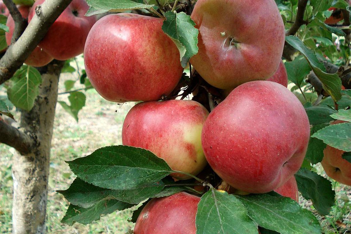 Как подготовить сад к зиме: осенняя подкормка плодовых деревьев для богатого урожая