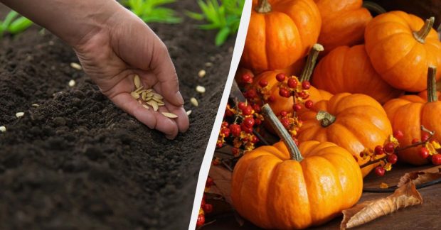 Когда сажать тыкву: секреты богатого урожая для хозяек