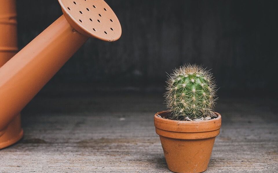 Комнатные растения: уход в жару и полезные советы для дома
