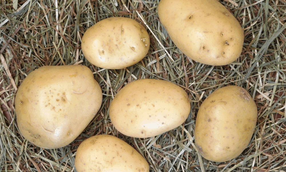 Секрет долгого хранения картофеля: всего один ингредиент и он не прорастет до весны
