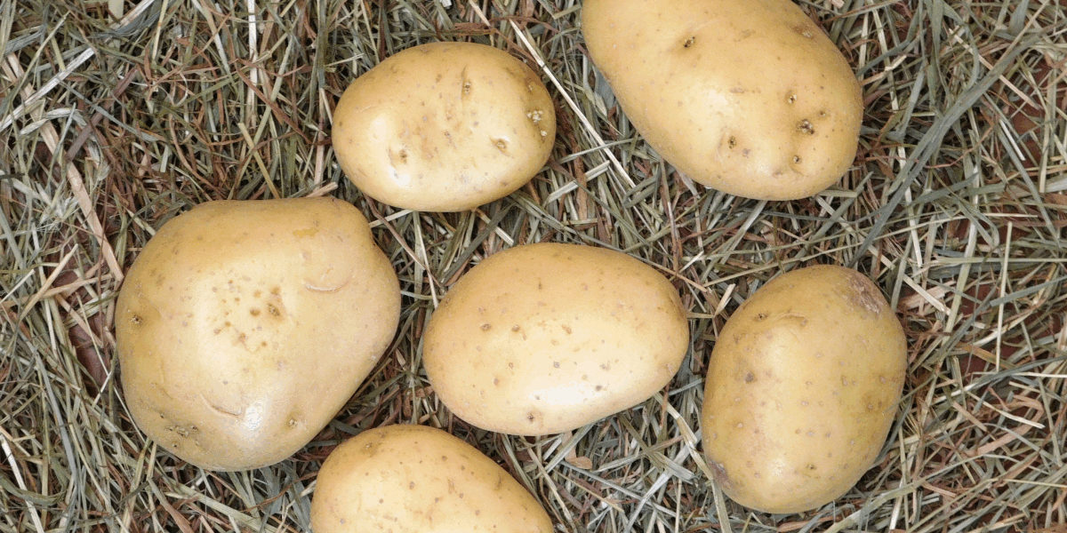 Секрет долгого хранения картофеля: всего один ингредиент и он не прорастет до весны