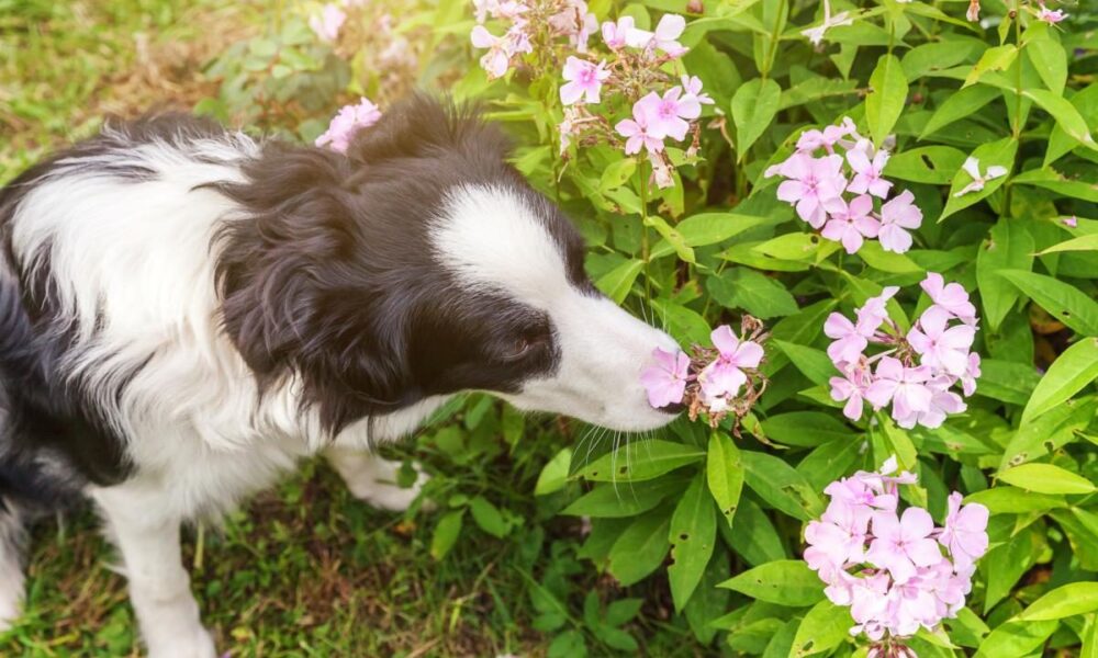 Опасные растения для домашних животных: защита кошек и собак дома и в саду