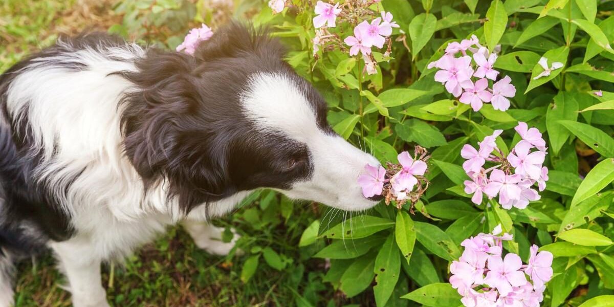 Опасные растения для домашних животных: защита кошек и собак дома и в саду