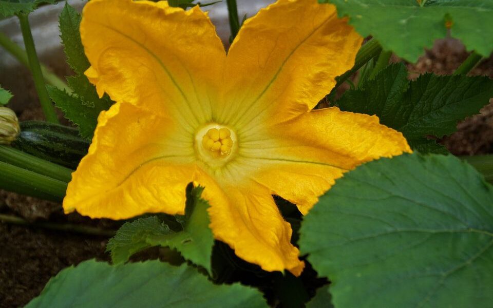 Секрет богатого урожая кабачков: хитрость опытных дачниц