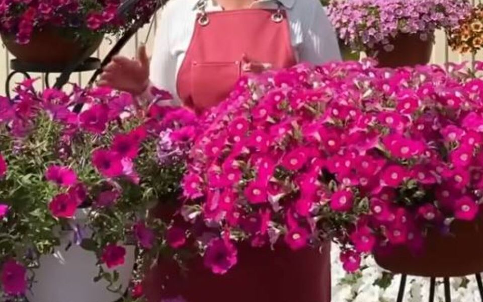 7 секретов ухода за петуниями: полезные советы для каждой хозяйки