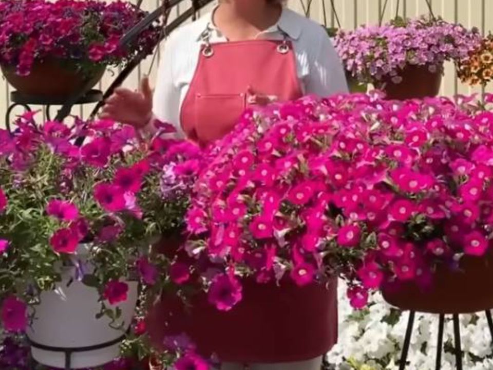 7 секретов ухода за петуниями: полезные советы для каждой хозяйки