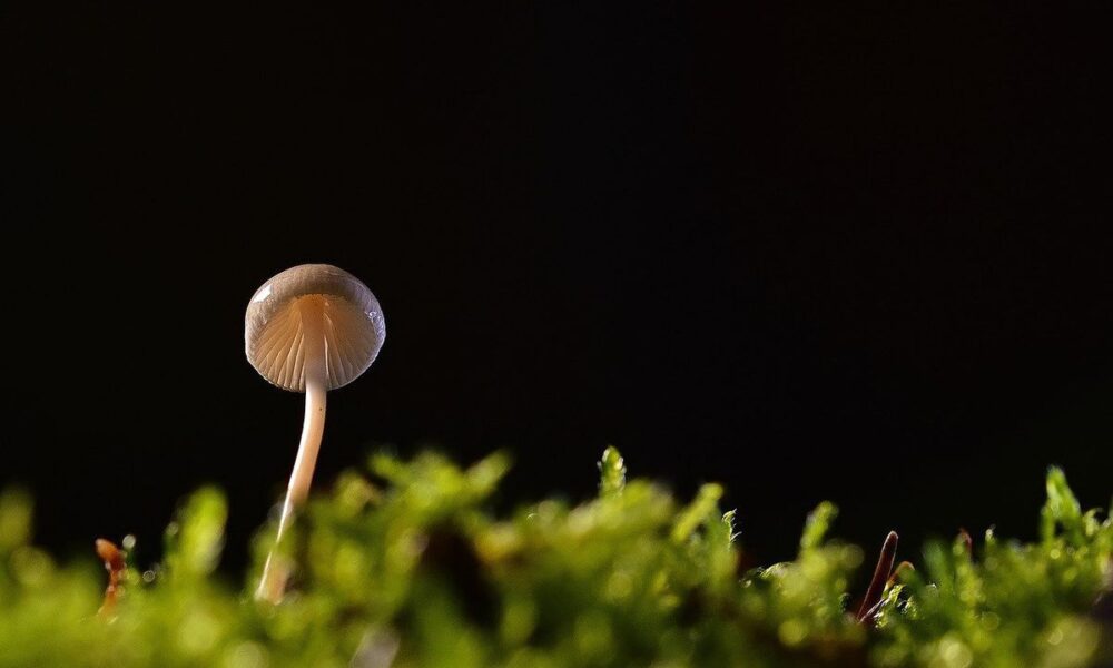 Ядовитые грибы на даче: как защитить себя и семью