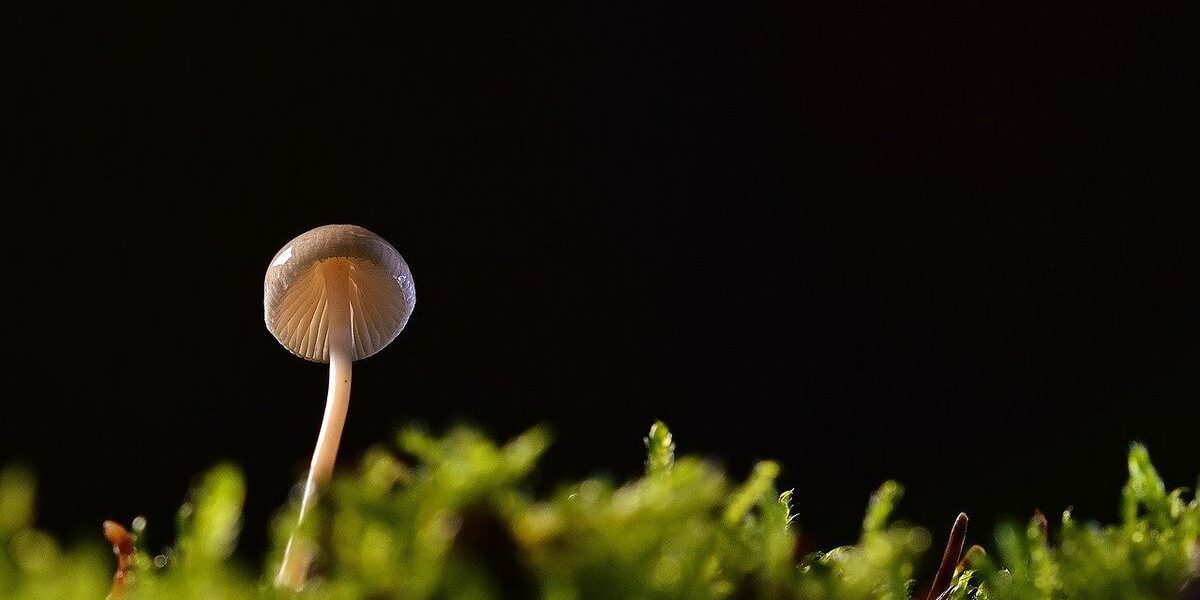 Ядовитые грибы на даче: как защитить себя и семью