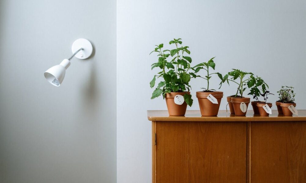 Комнатные растения для прихожей: создаем уют с порога