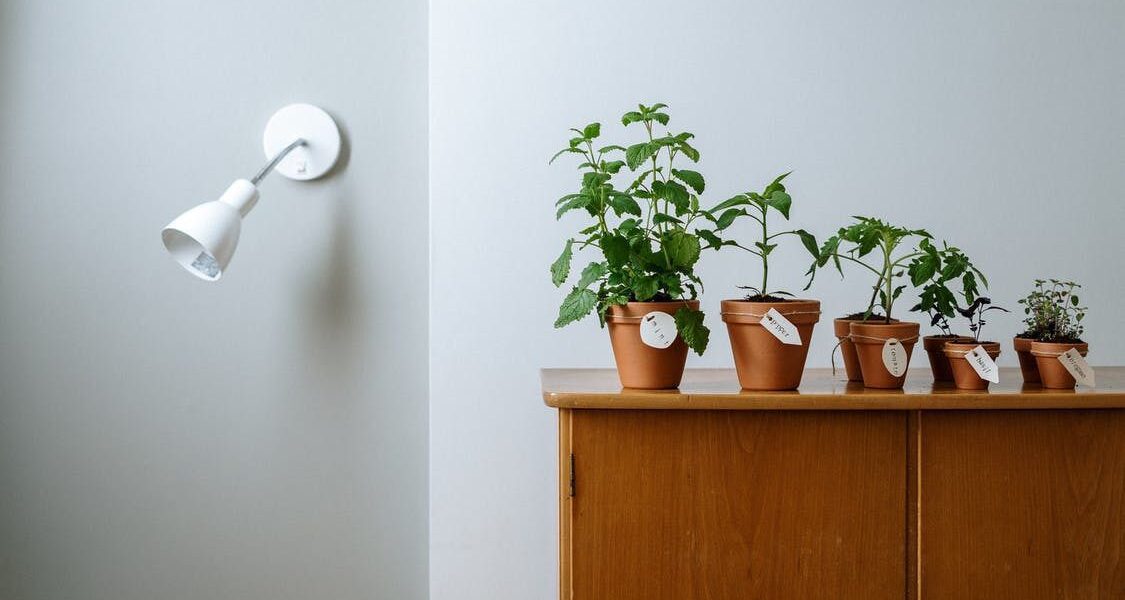 Комнатные растения для прихожей: создаем уют с порога