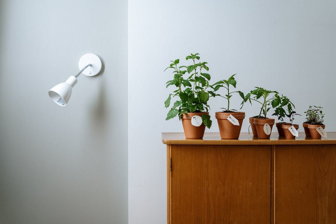 Комнатные растения для прихожей: создаем уют с порога