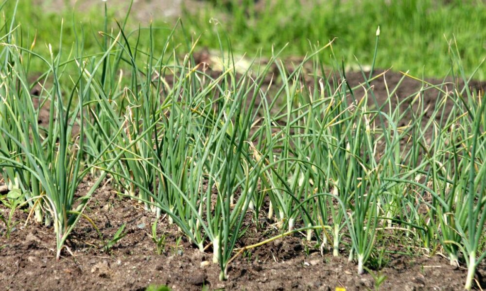 Мука в огороде: полезные советы и хитрости для дачниц