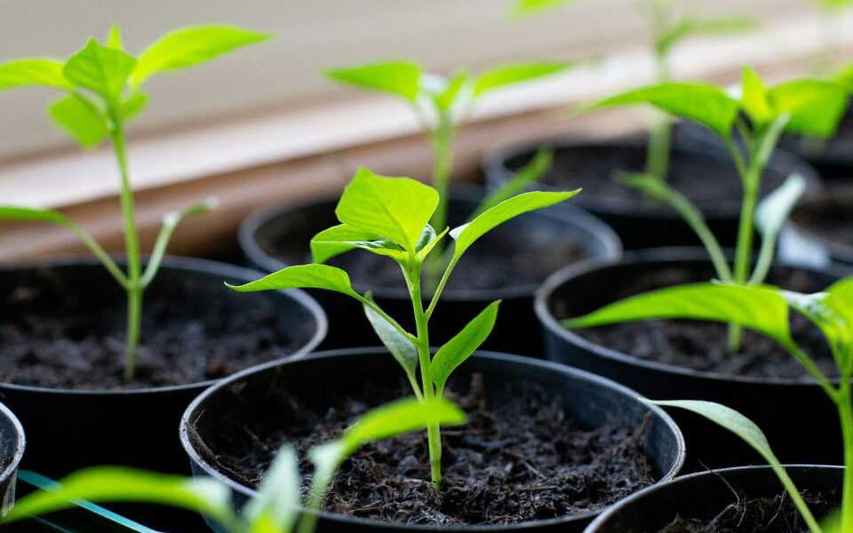 Секреты полива рассады: выращиваем крепкие и здоровые растения