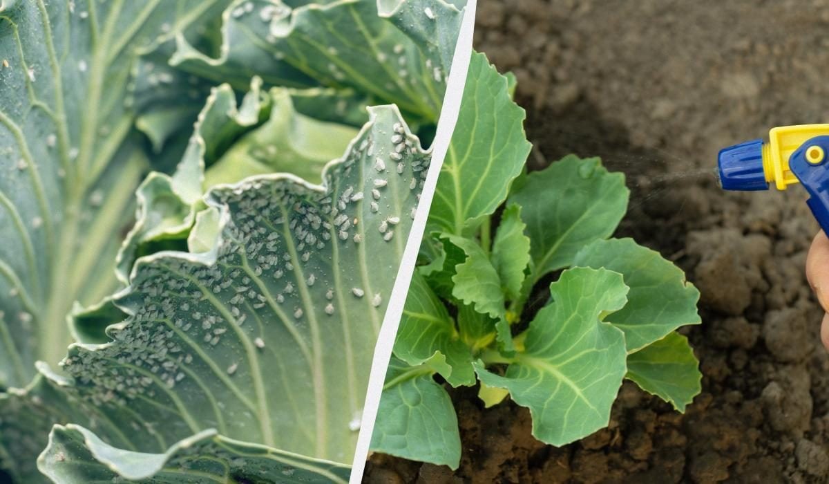 Белокрылка на огороде: как избавиться без химии – 5 эффективных способов