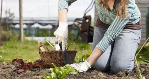 Лунный календарь садовода и огородника на июль: лучшие дни для работ в саду и огороде
