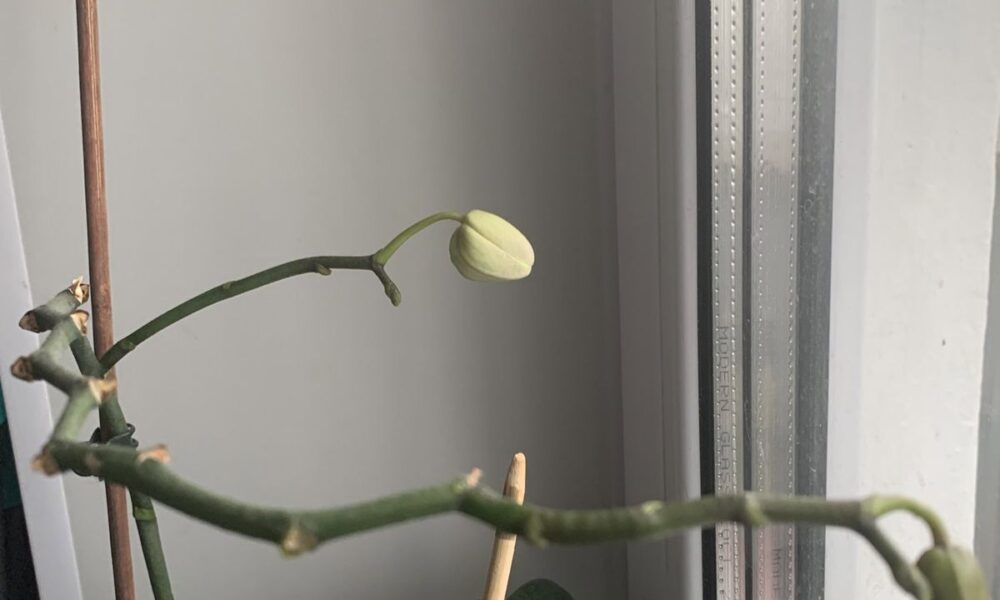 Орхидея теряет бутоны: почему и что делать – советы по уходу для начинающих