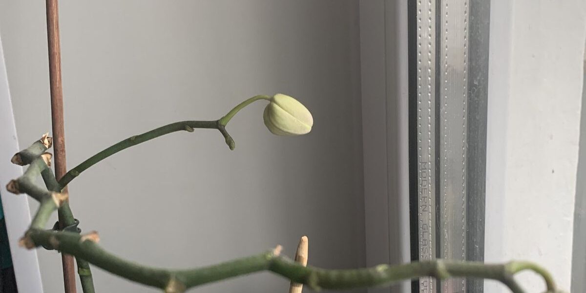 Орхидея теряет бутоны: почему и что делать – советы по уходу для начинающих