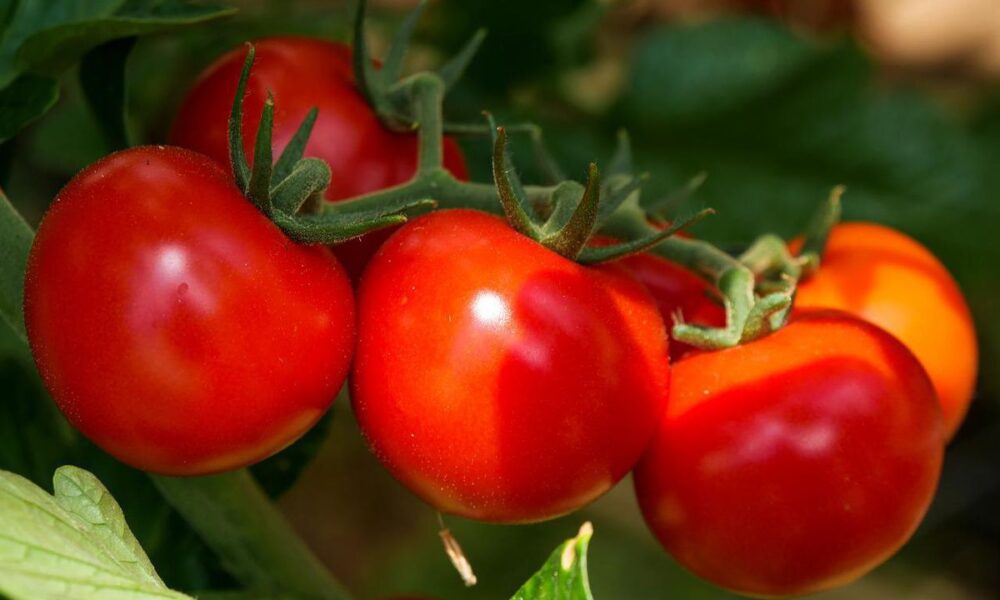 Секреты быстрого созревания томатов: советы для хозяек