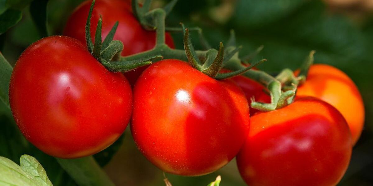 Секреты быстрого созревания томатов: советы для хозяек