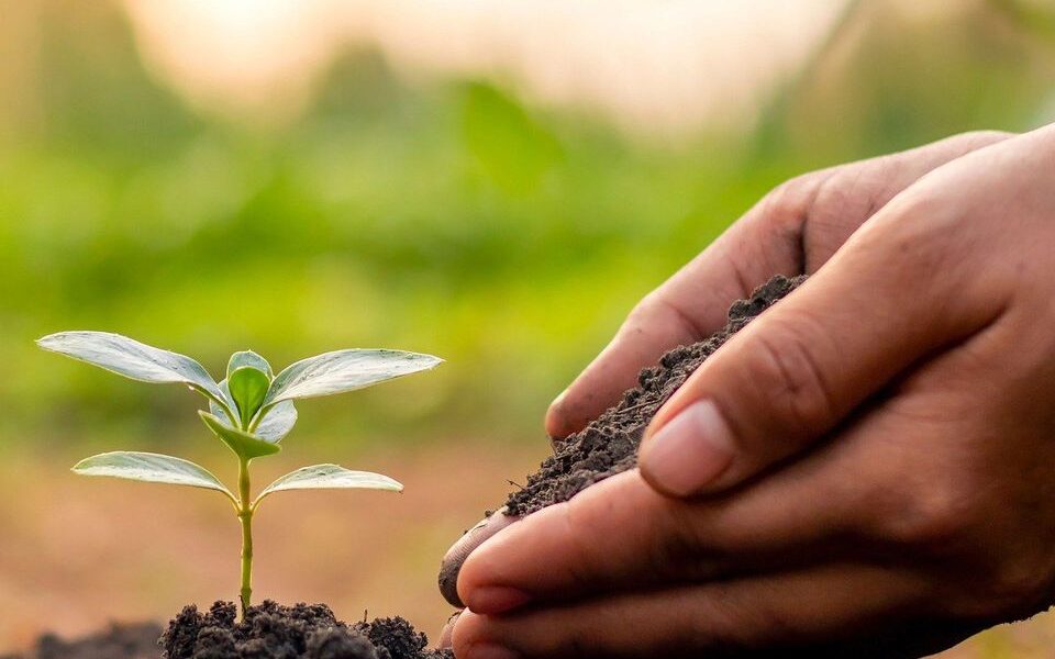 Секреты богатого урожая: как определить качество почвы на вашем участке