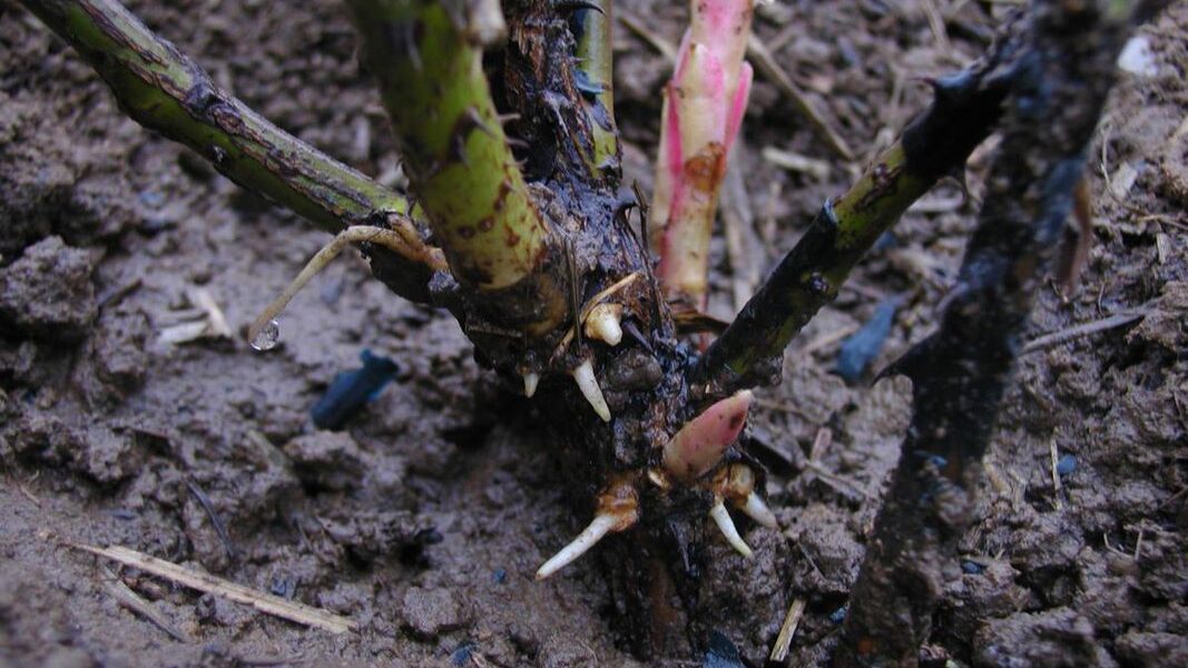 Почему чернеют побеги роз весной: что делать и как спасти любимые цветы