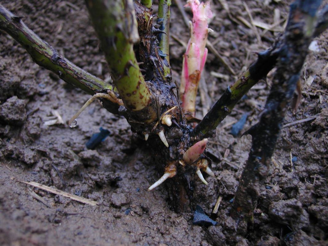 Почему чернеют побеги роз весной: что делать и как спасти любимые цветы