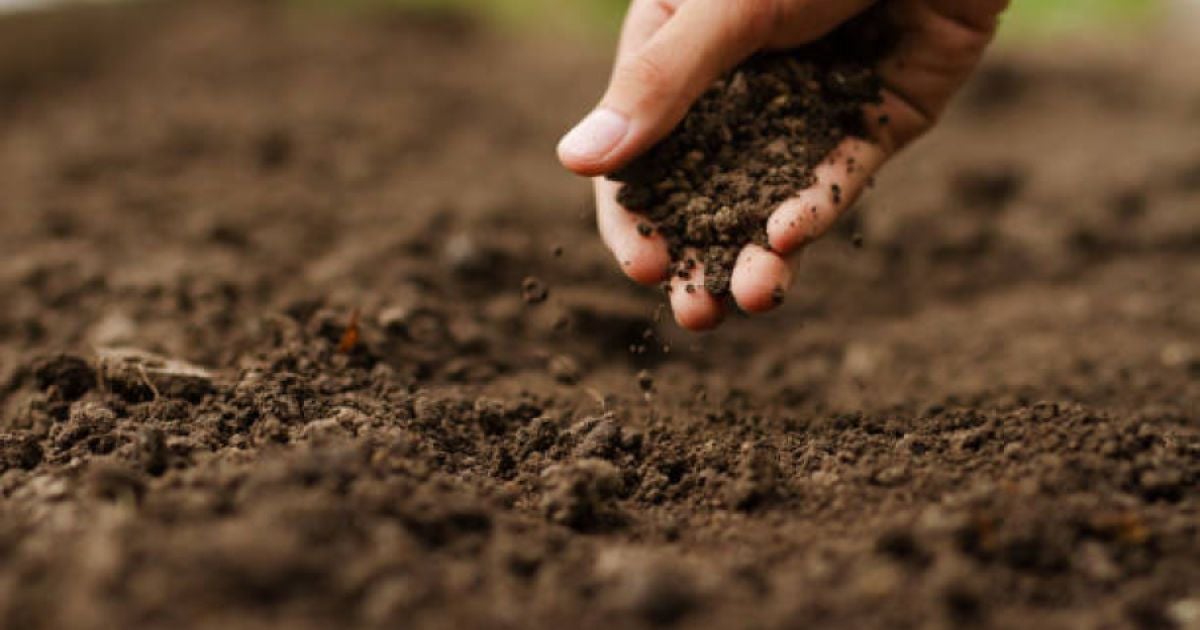 Как обеззаразить почву на огороде: советы и способы для хорошего урожая