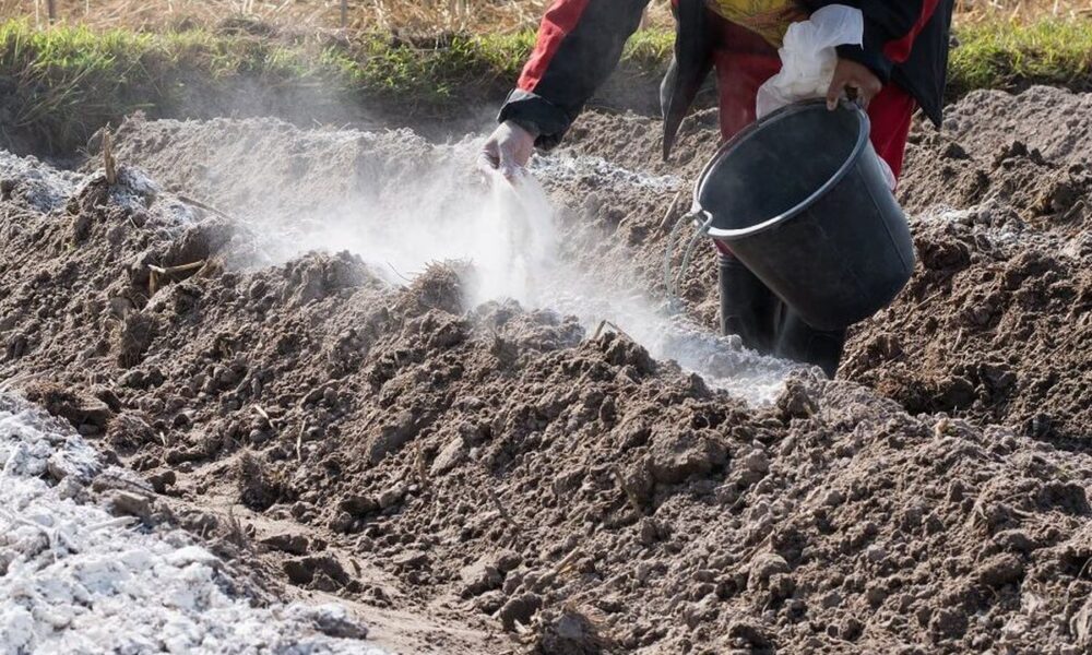 Как улучшить почву осенью: советы для богатого урожая
