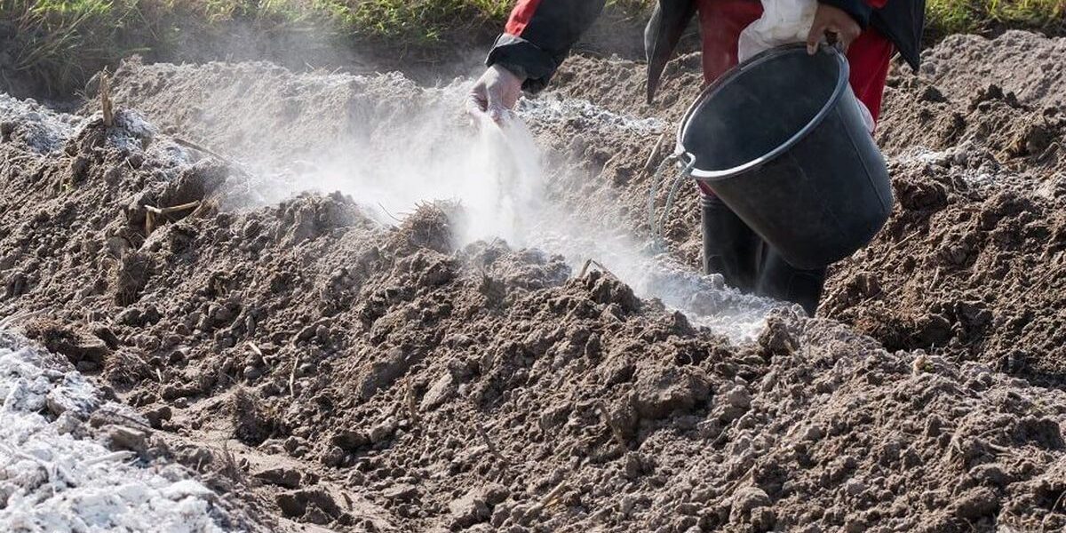 Как улучшить почву осенью: советы для богатого урожая