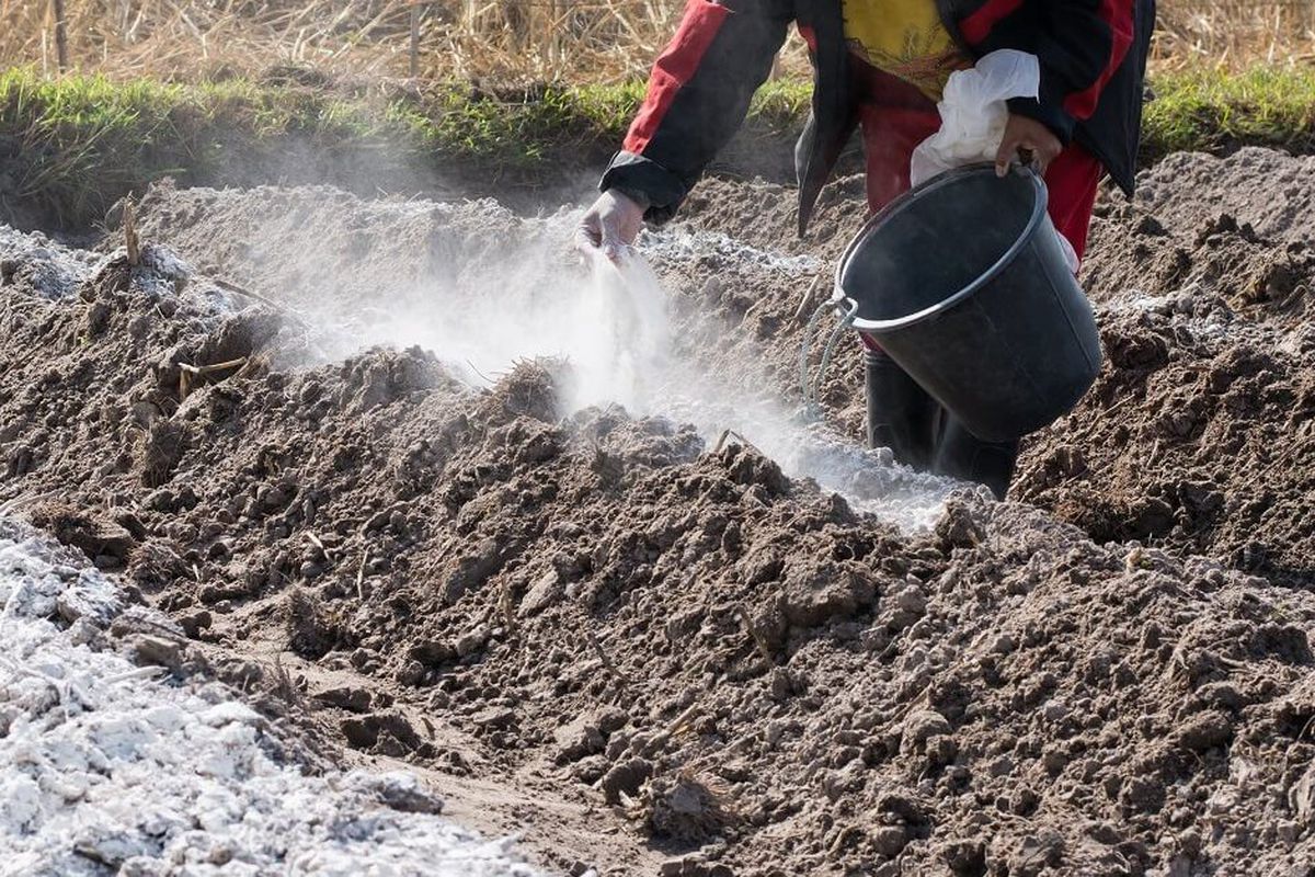 Как улучшить почву осенью: советы для богатого урожая