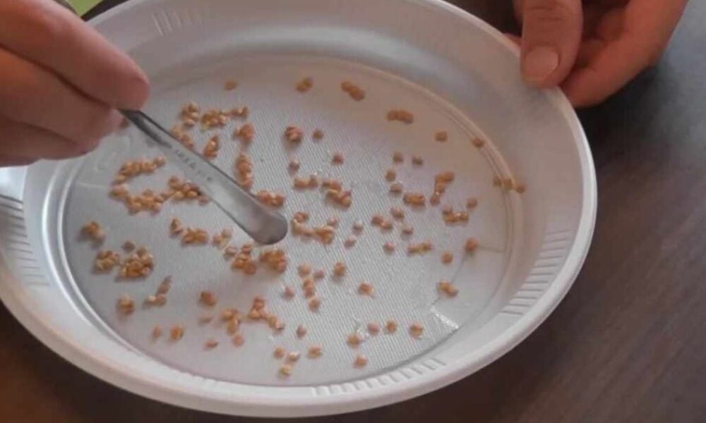 Чем замочить семена перед посадкой: секреты богатого урожая для каждой хозяйки