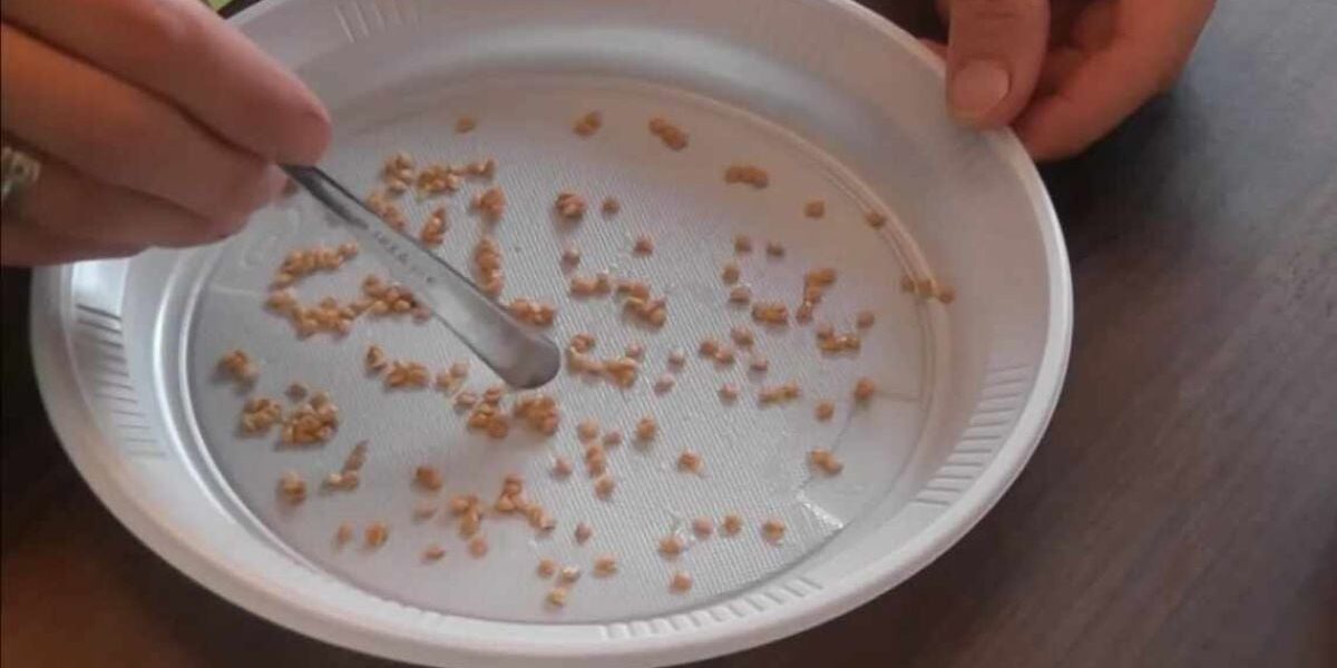 Чем замочить семена перед посадкой: секреты богатого урожая для каждой хозяйки