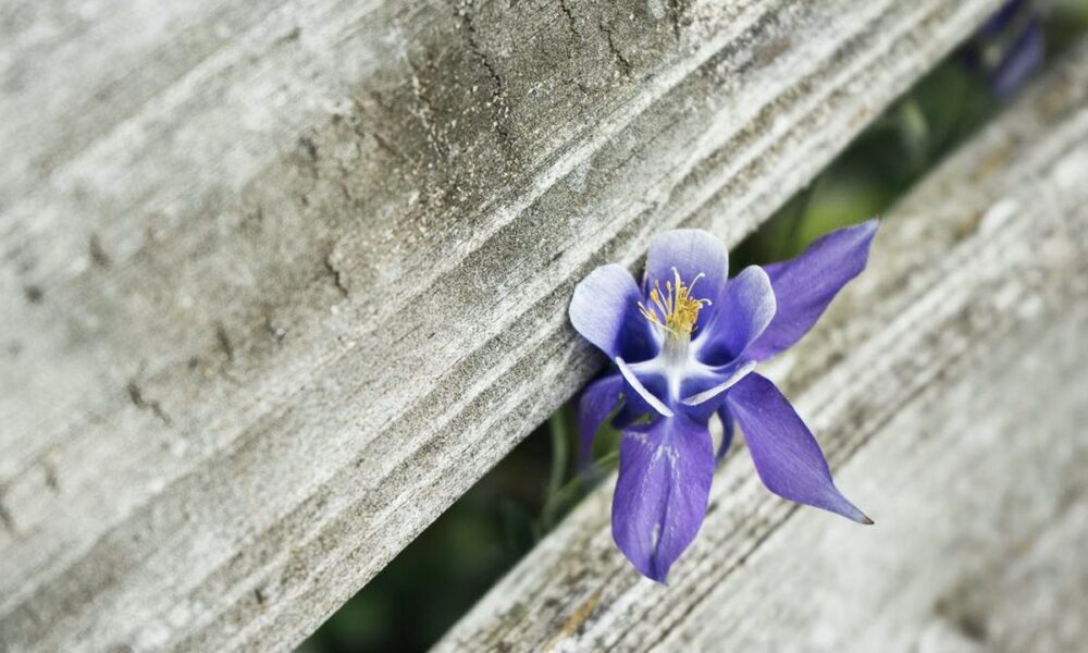 Как добиться необычного цвета орхидеи: секреты ухода и окрашивания