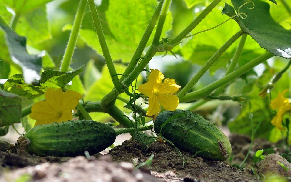 Молочная сыворотка в огороде: секреты применения и польза для урожая