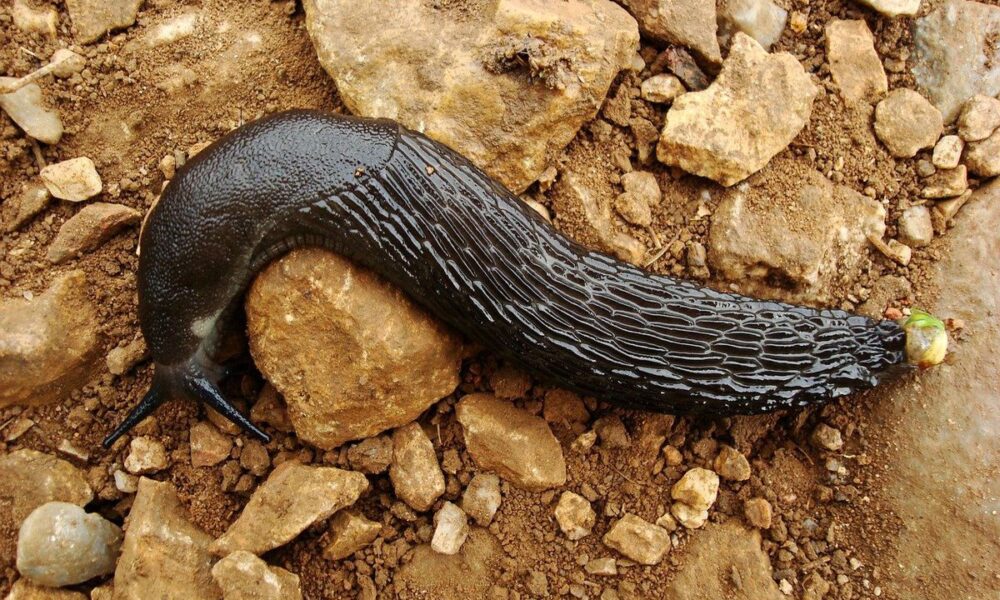 Эффективная борьба со слизнями в огороде: 2 натуральных средства