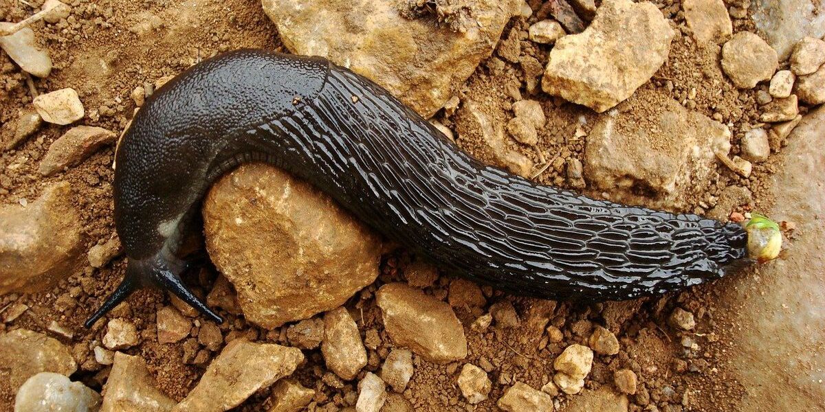 Эффективная борьба со слизнями в огороде: 2 натуральных средства