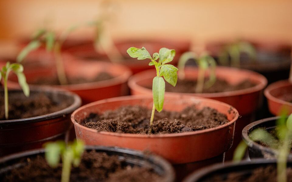 Вянет рассада: как спасти нежные ростки – советы для хозяек