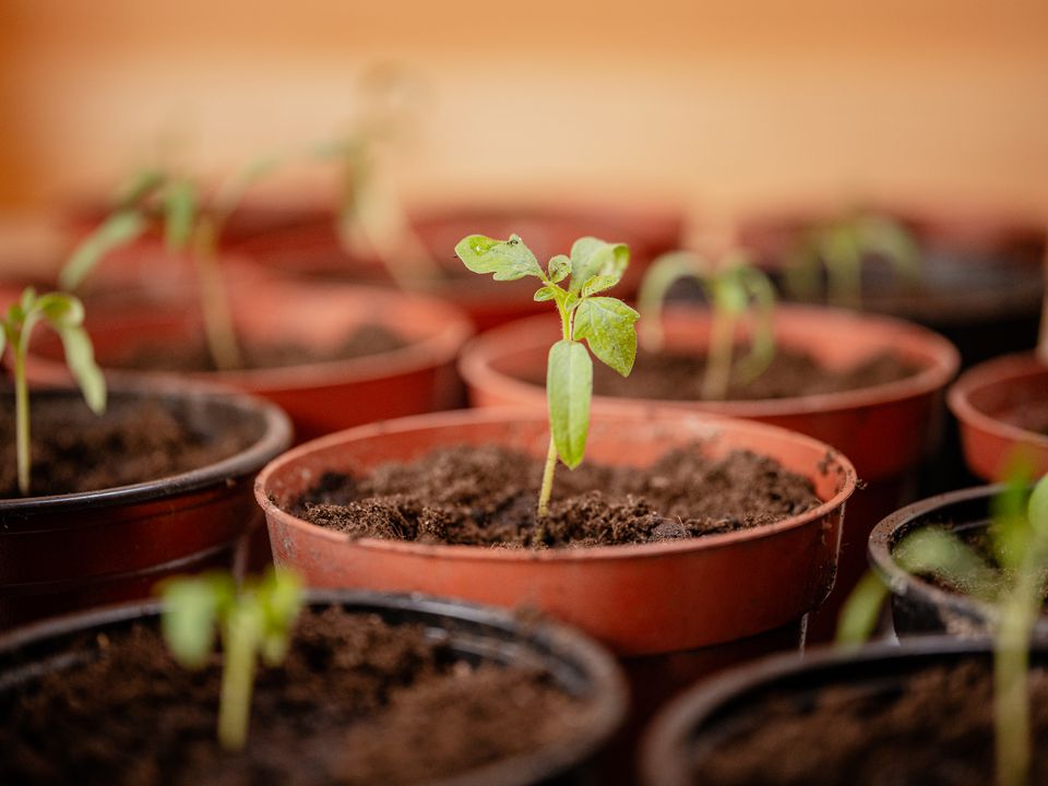 Вянет рассада: как спасти нежные ростки – советы для хозяек