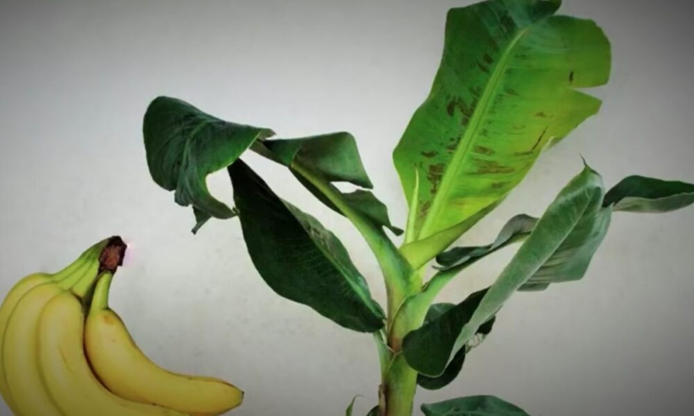 Экзотика дома: выращиваем банановое дерево из семян своими руками