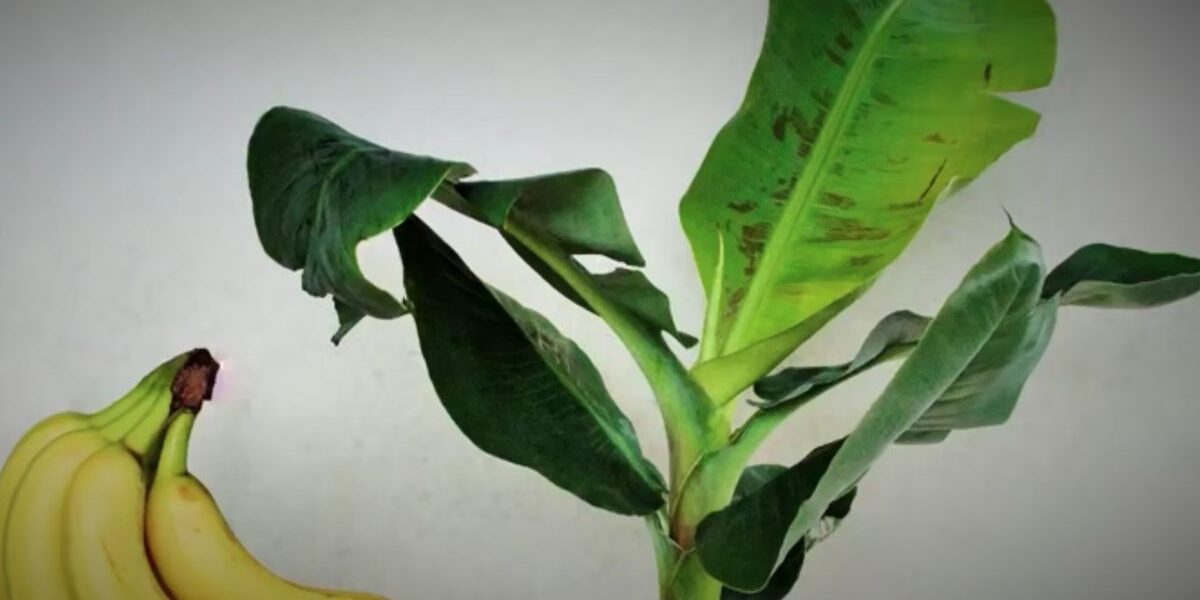 Экзотика дома: выращиваем банановое дерево из семян своими руками