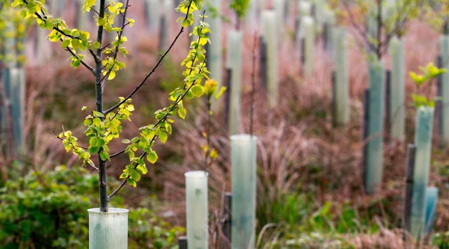 Как правильно посадить деревья осенью: советы для хозяйки