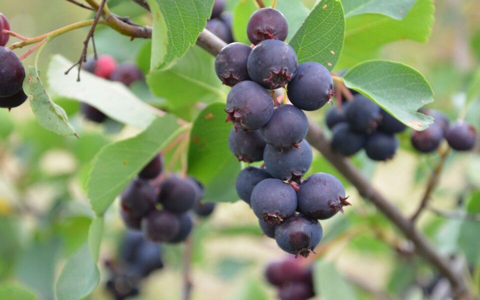 Ирга в саду: польза, посадка и секреты богатого урожая для хозяйки